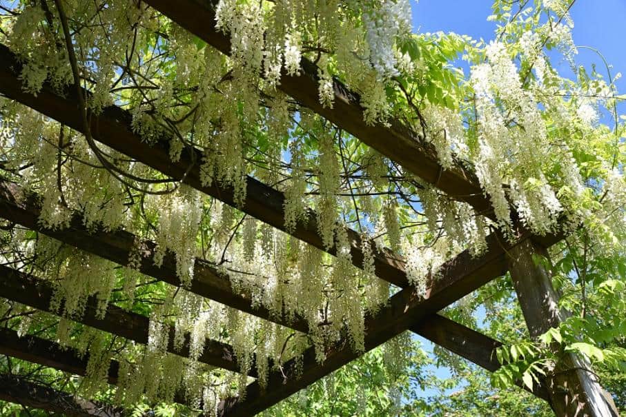 plantes grimpantes pergola